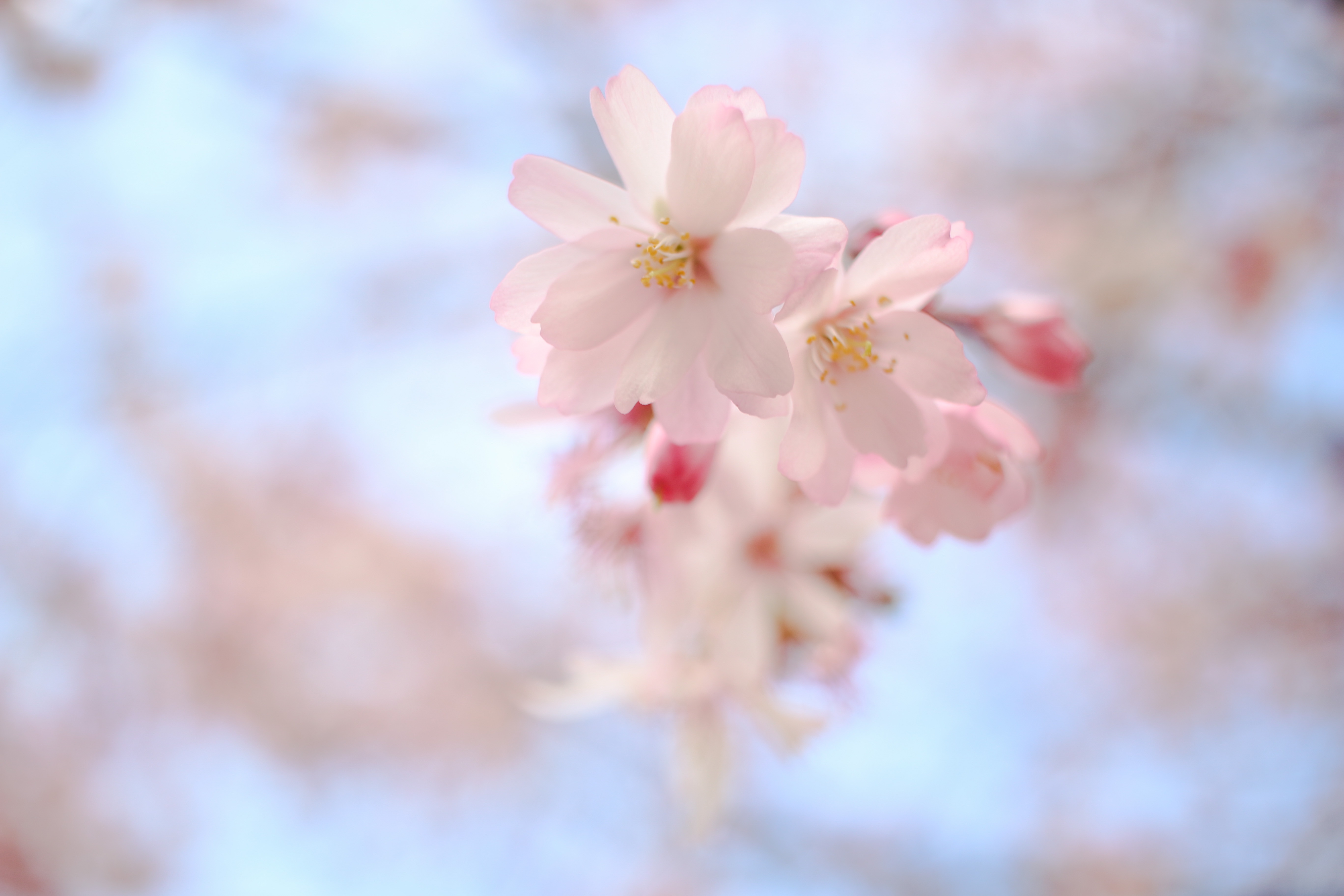 f:id:a418:20180322231427j:image f:id:a418:20180322231427j:image