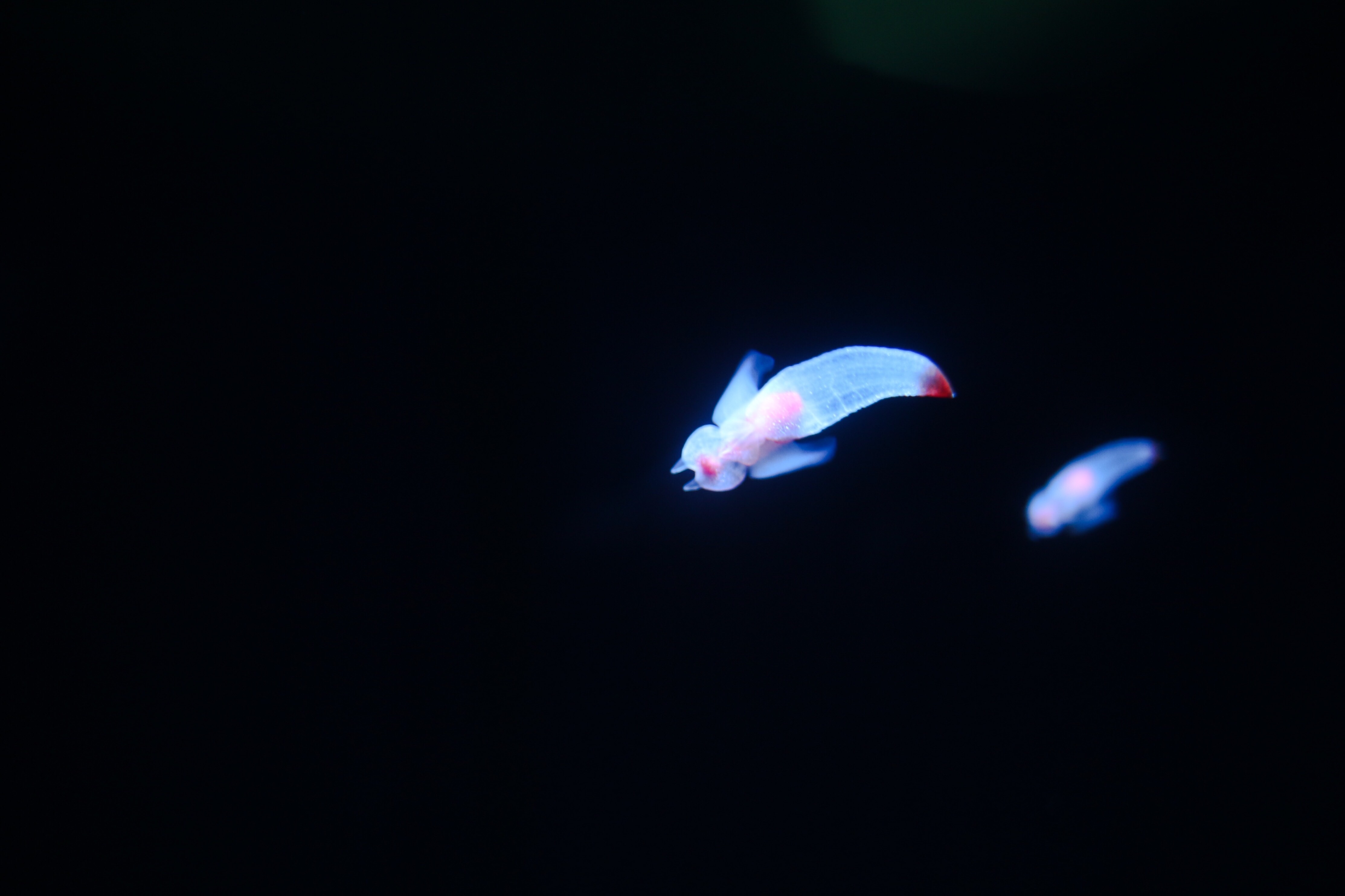 f:id:a418:20180903211049j:image