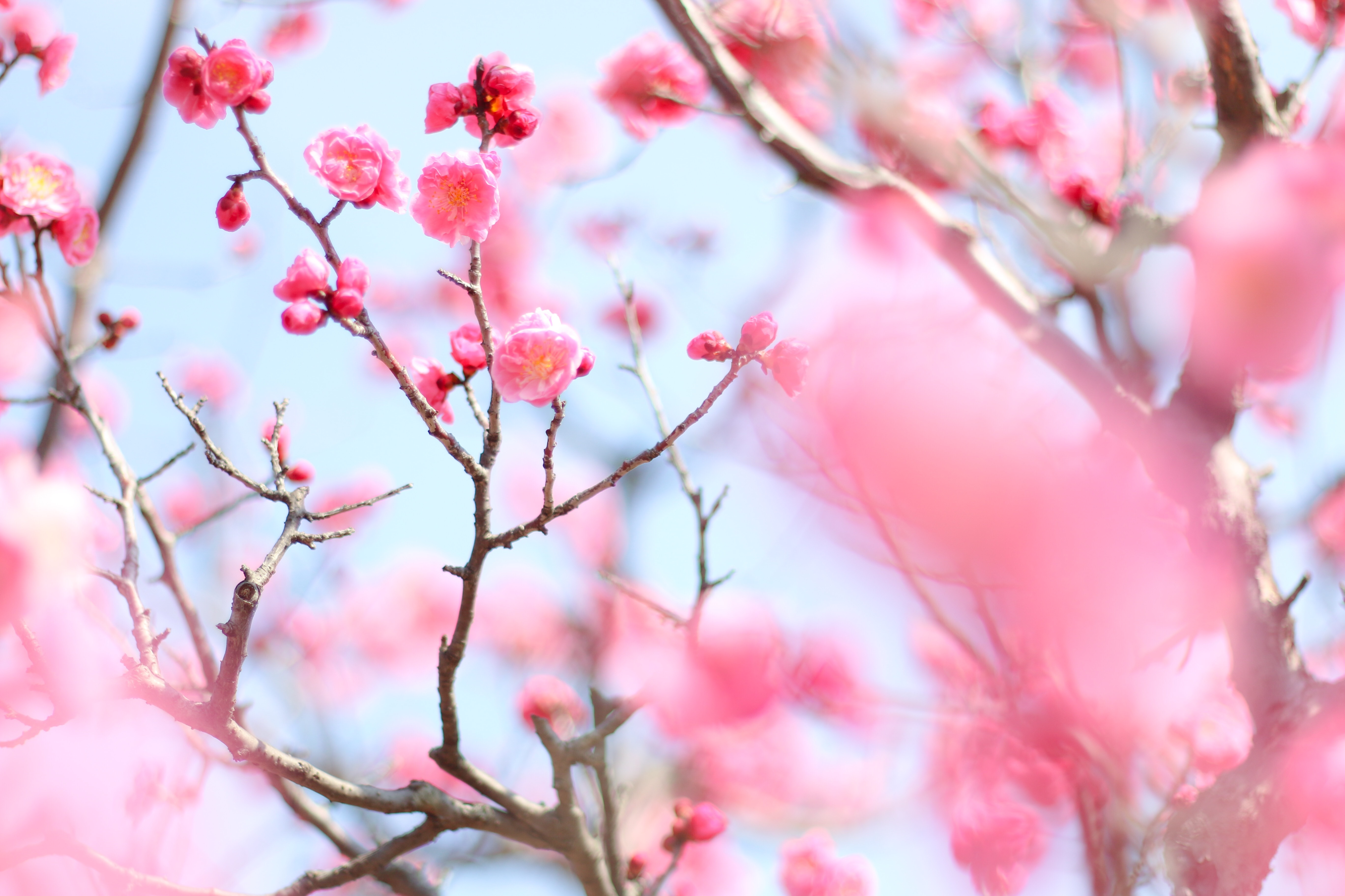 f:id:a418:20190303215231j:image