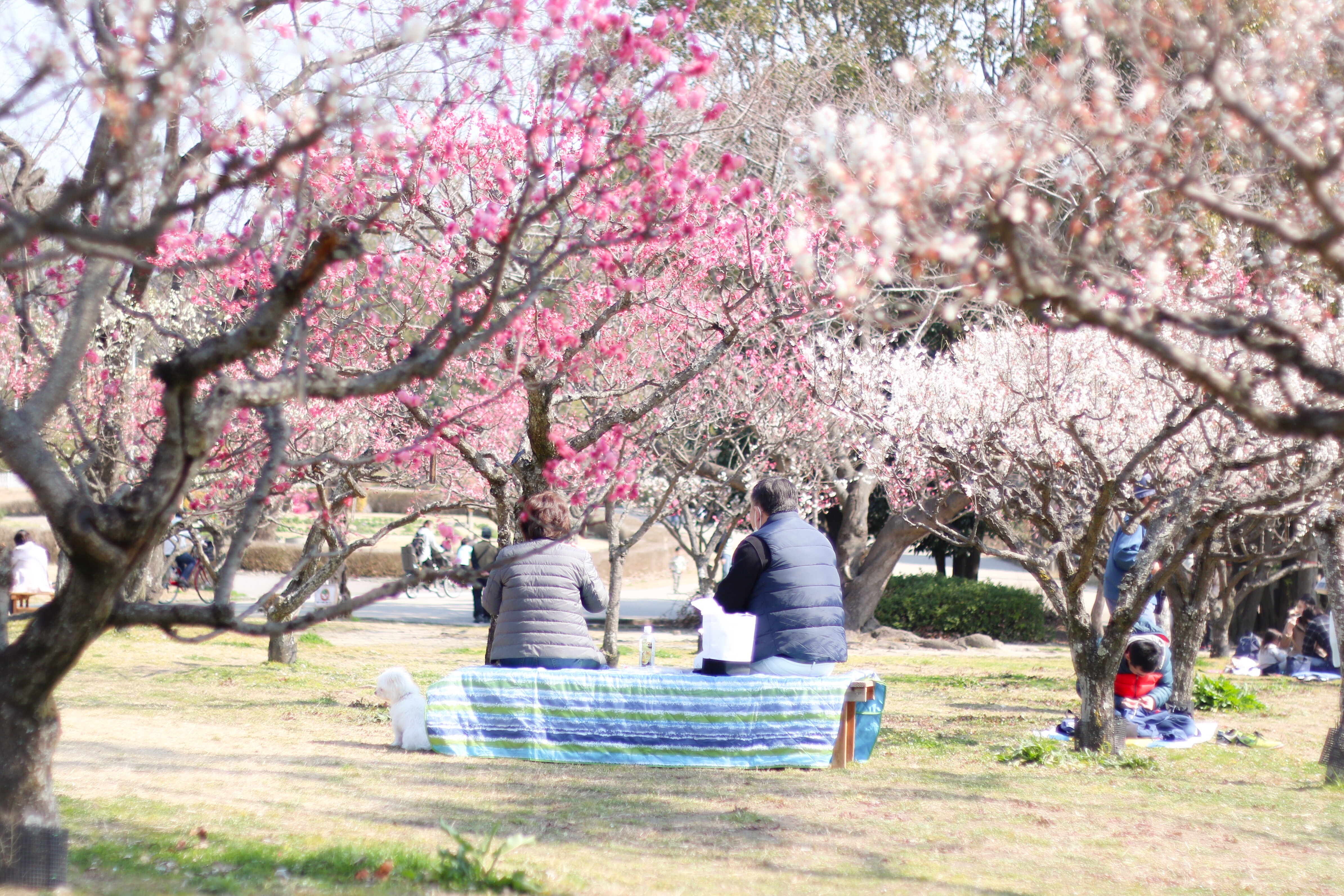 f:id:a418:20190303232703j:image