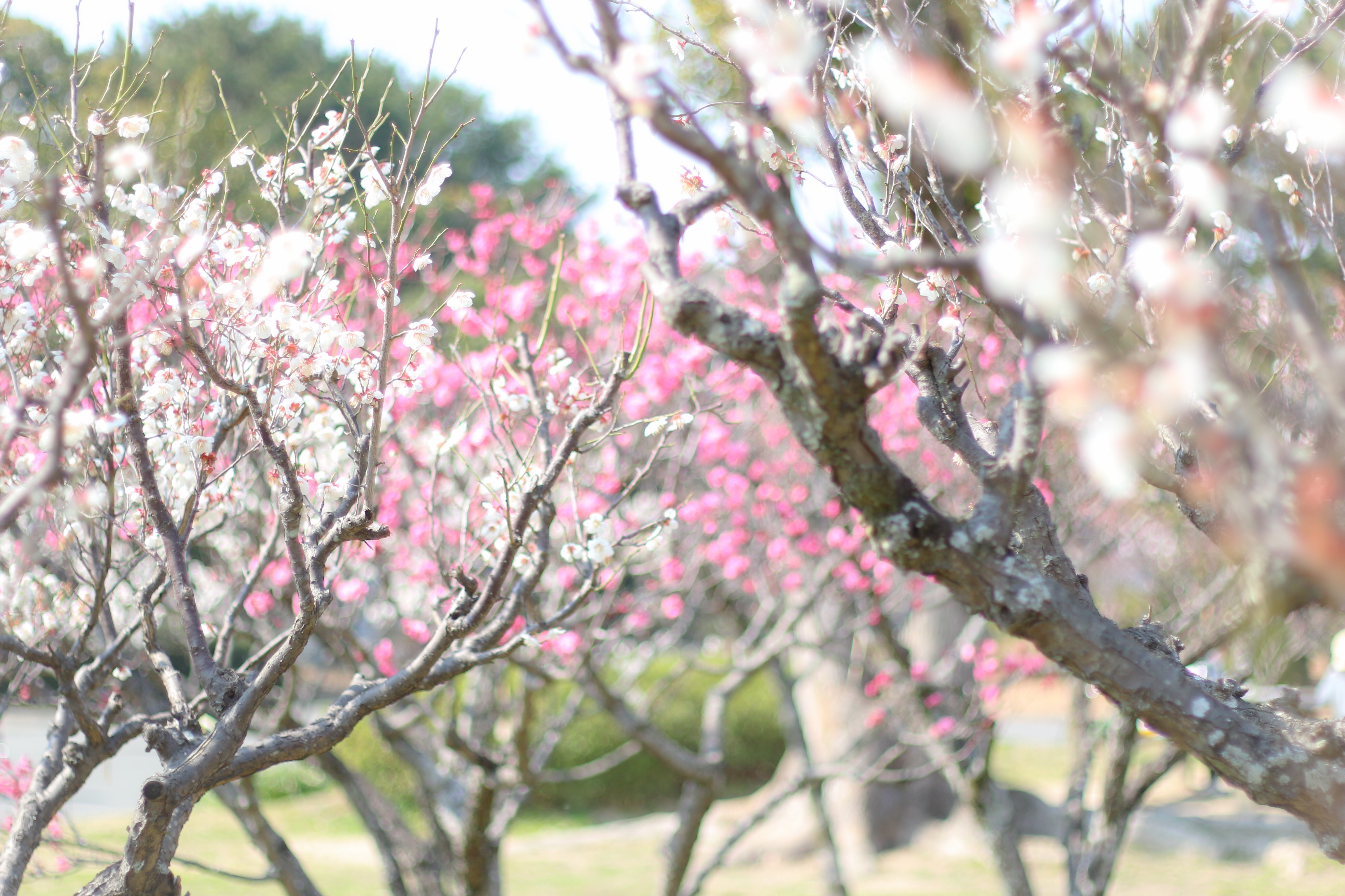 f:id:a418:20190303232718j:image