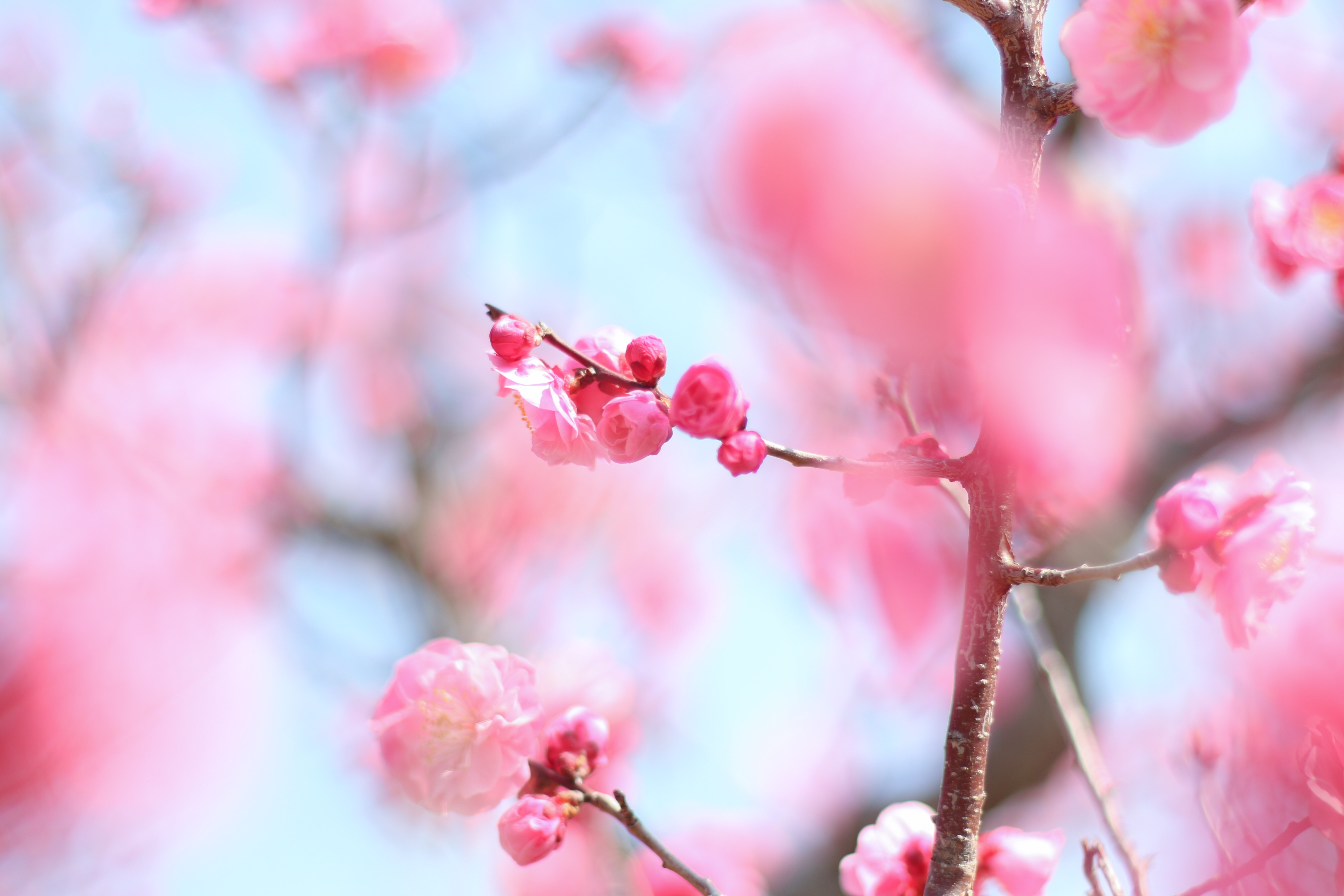 f:id:a418:20190303232733j:image f:id:a418:20190303232733j:image