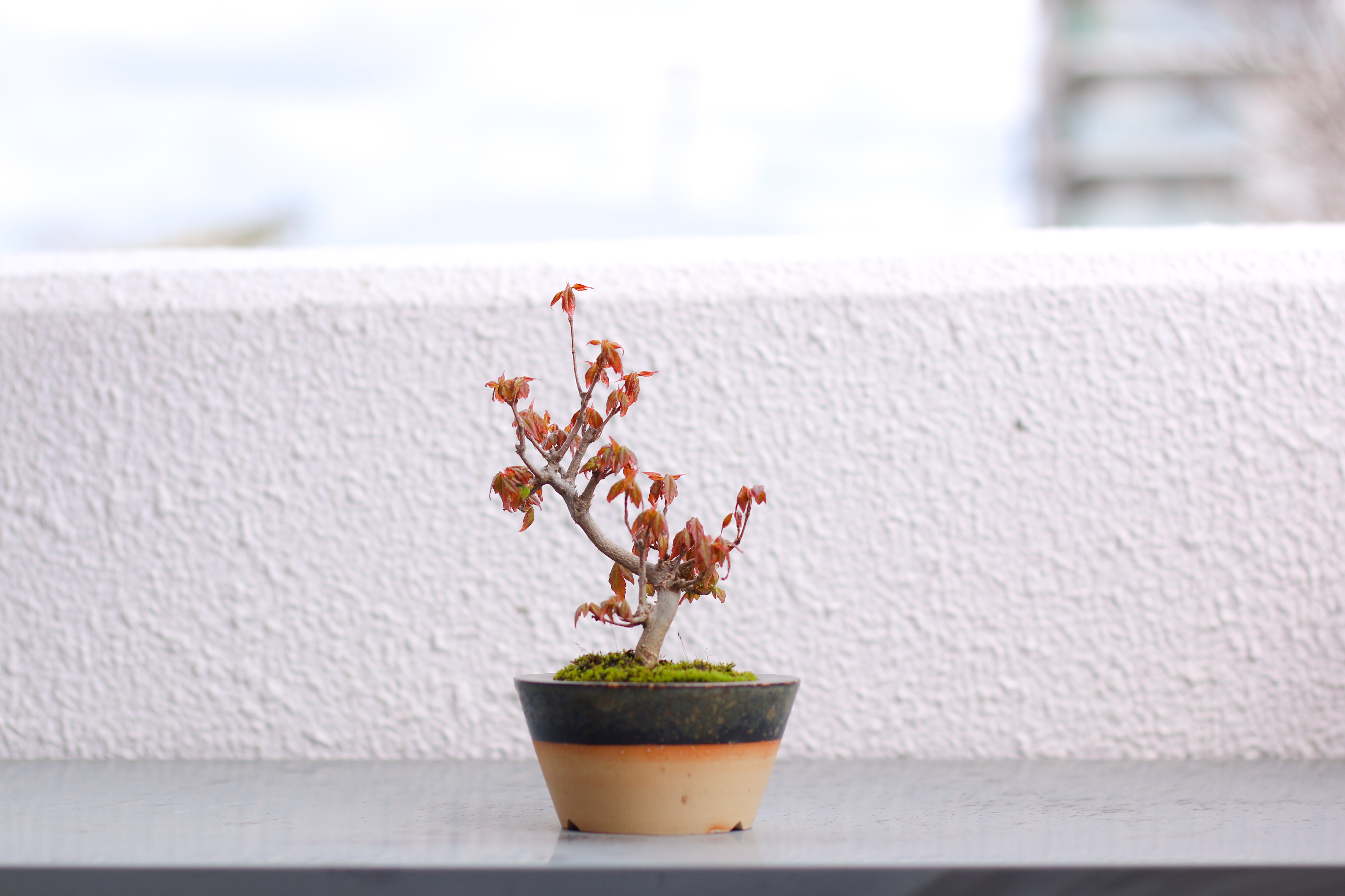 f:id:a418:20190324160724j:image