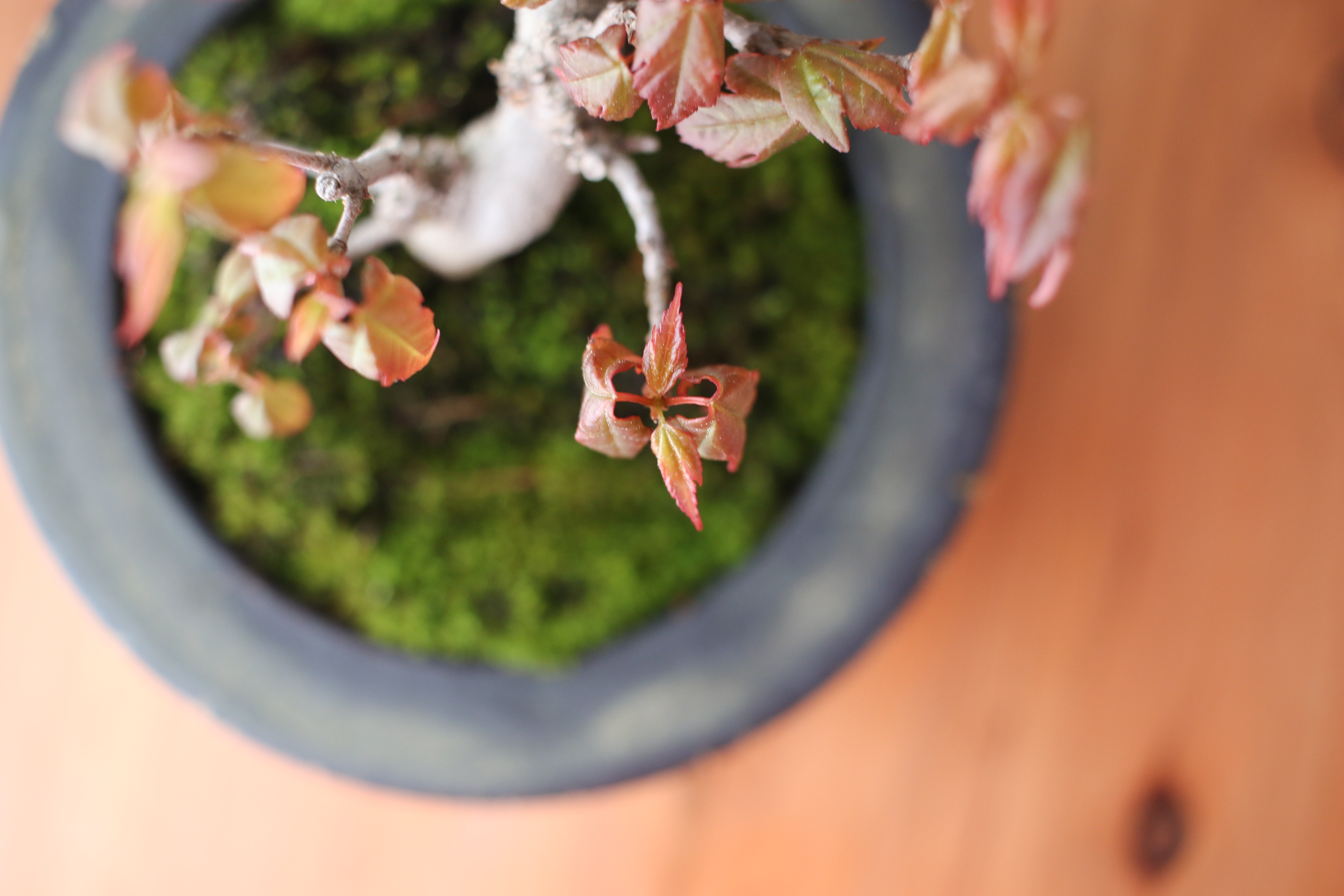 f:id:a418:20190324160900j:image