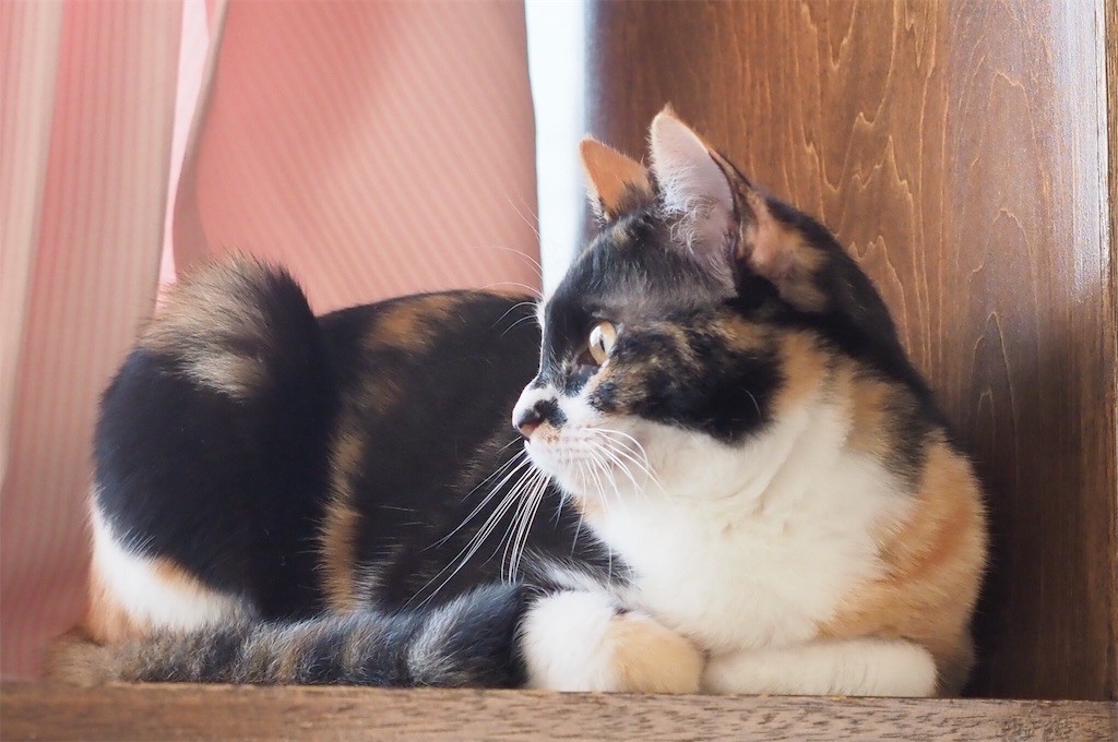 f:id:a666666:20180513182525j:image f:id:a666666:20180513182525j:image