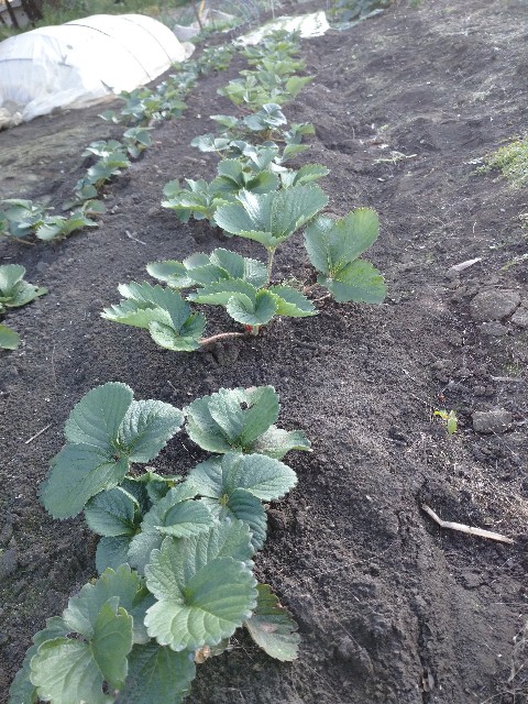 f:id:a8707:20201117133950j:image f:id:a8707:20201117133950j:image