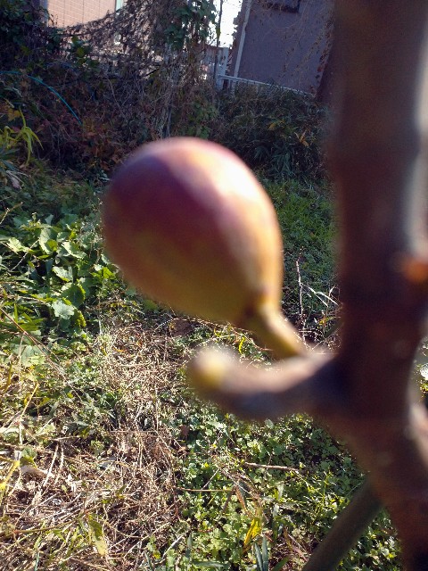 f:id:a8707:20201117141039j:image f:id:a8707:20201117141039j:image