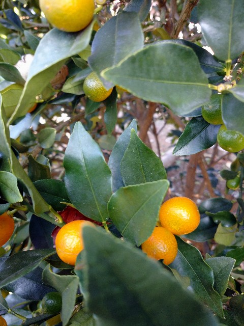 f:id:a8707:20201117191942j:image f:id:a8707:20201117191942j:image