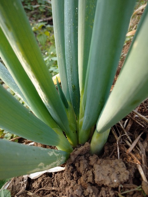 f:id:a8707:20201118101941j:image f:id:a8707:20201118101941j:image