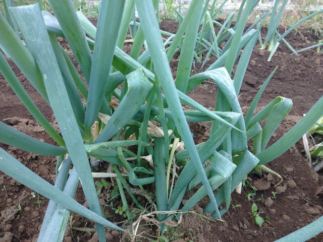 f:id:a8707:20201118105057j:image f:id:a8707:20201118105057j:image