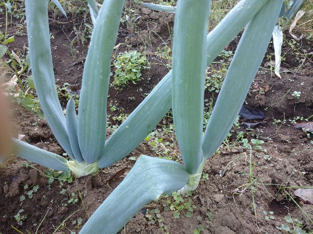 f:id:a8707:20201118110511j:image f:id:a8707:20201118110511j:image