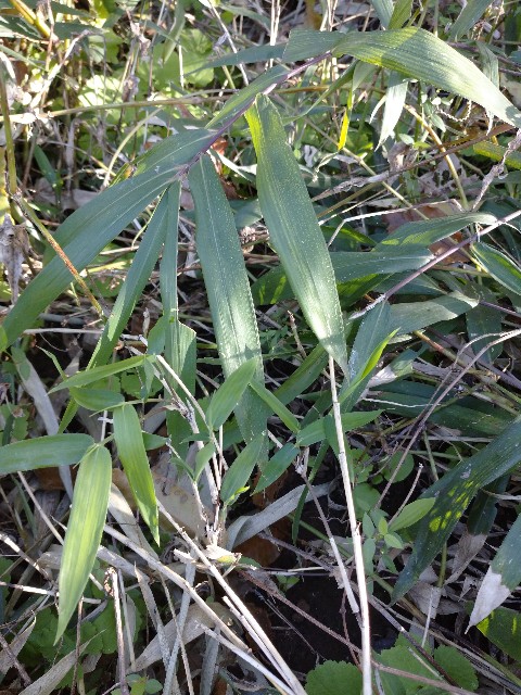 f:id:a8707:20201118122241j:image f:id:a8707:20201118122241j:image