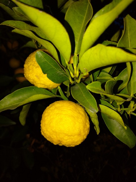 f:id:a8707:20201120190653j:image f:id:a8707:20201120190653j:image