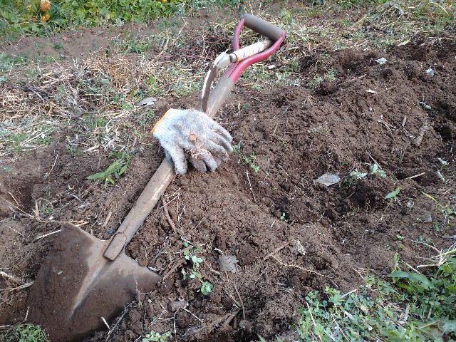 f:id:a8707:20201120194819j:image f:id:a8707:20201120194819j:image