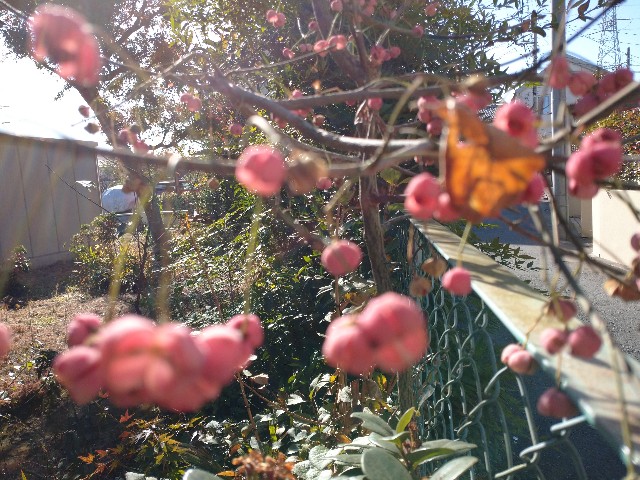 f:id:a8707:20201121214910j:image f:id:a8707:20201121214910j:image