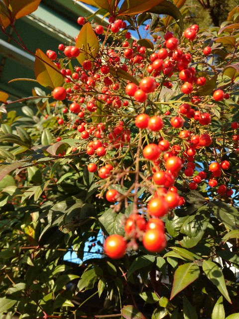 f:id:a8707:20201122164925j:image f:id:a8707:20201122164925j:image