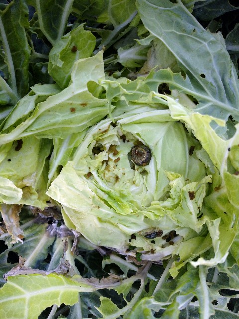 f:id:a8707:20201123213134j:image f:id:a8707:20201123213134j:image