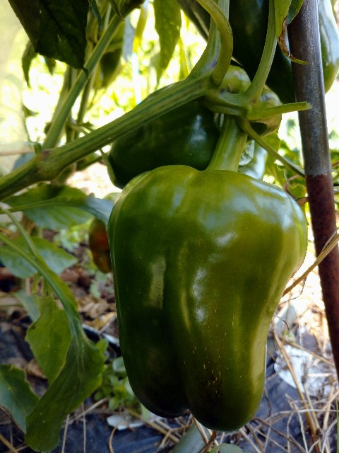 f:id:a8707:20201129204227j:image f:id:a8707:20201129204227j:image