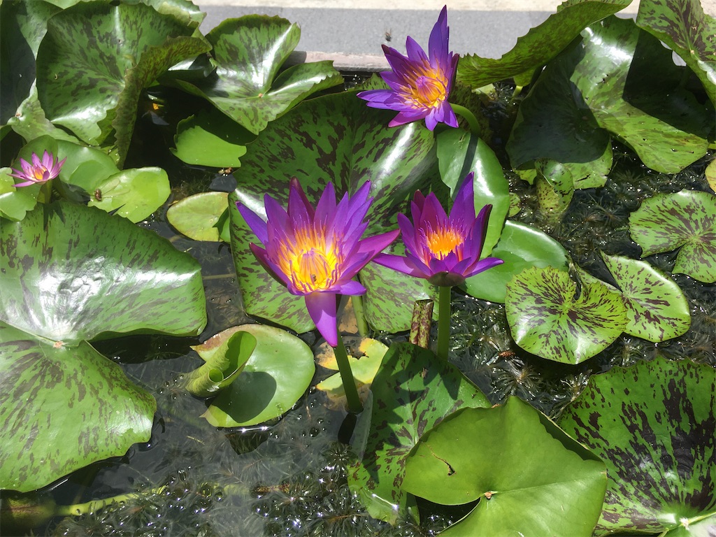 f:id:a9l6123f13:20200609165253j:image:w400 f:id:a9l6123f13:20200609165253j:image:w400