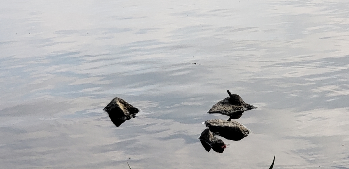 f:id:aSHURA:20190513235427j:plain f:id:aSHURA:20190513235427j:plain