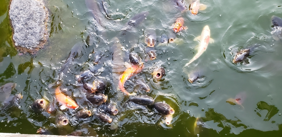 f:id:aSHURA:20190514004328j:plain f:id:aSHURA:20190514004328j:plain