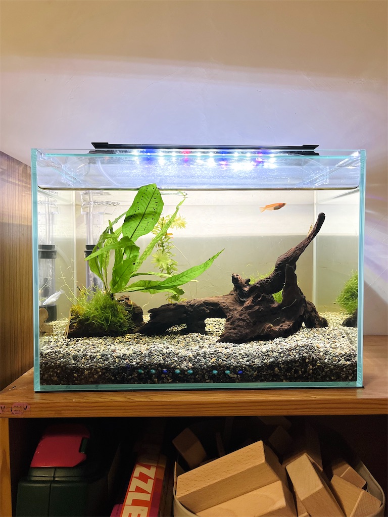 ミナミヌマエビ水槽