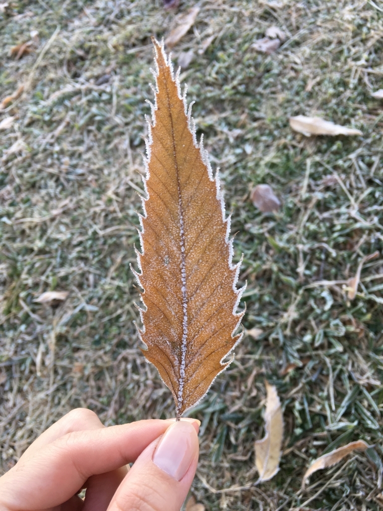 f:id:a_d001n:20180220002030j:plain
