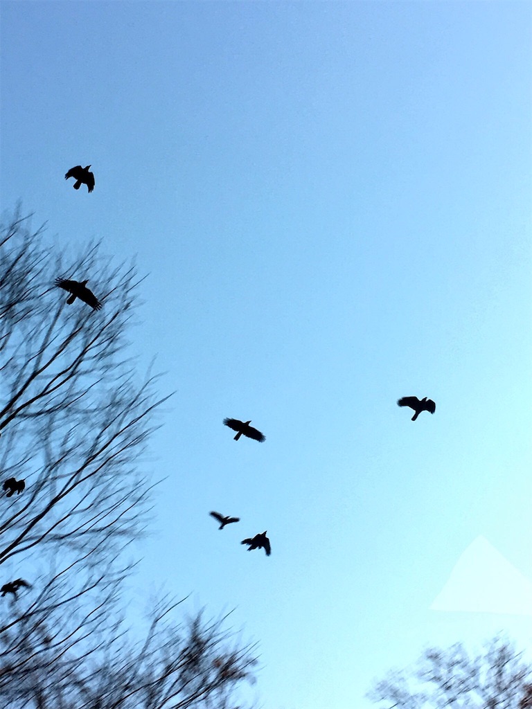 f:id:a_d001n:20180509013843j:image