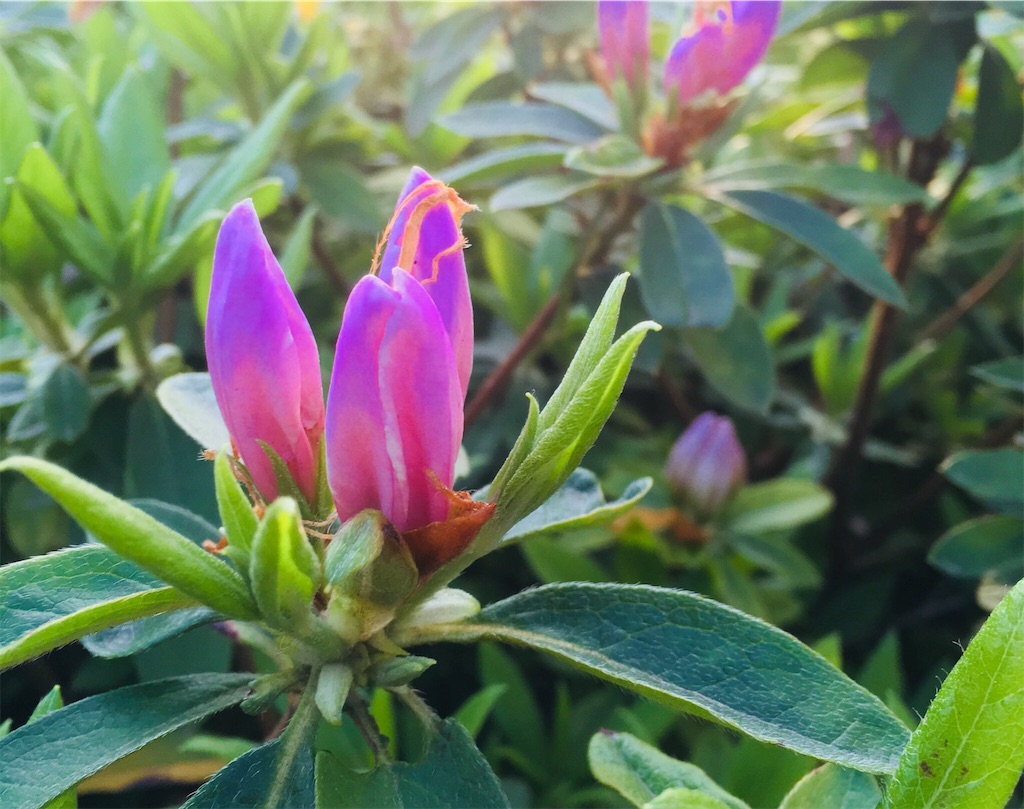 f:id:a_d001n:20180509015345j:image