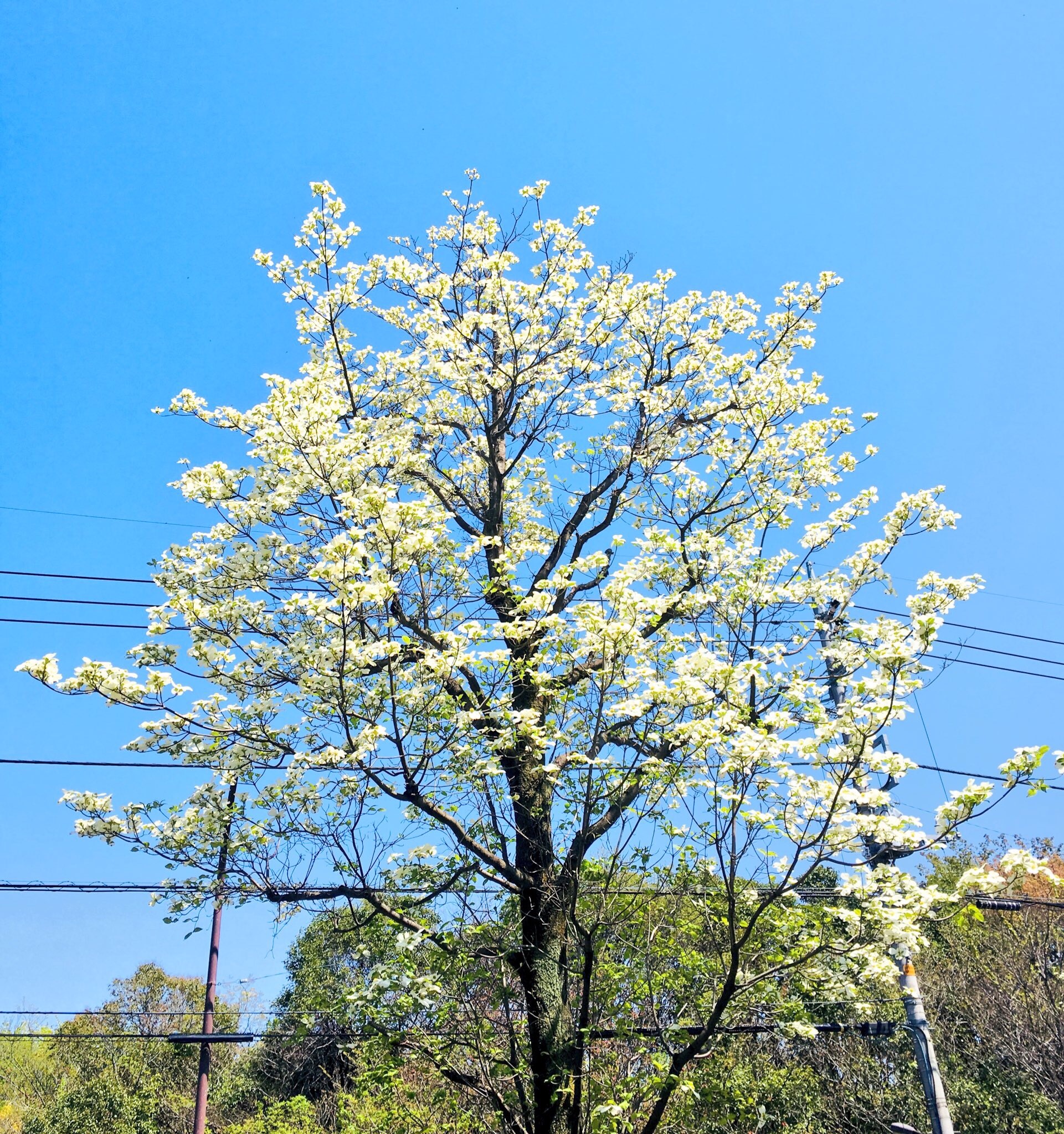 f:id:a_d001n:20180513084426j:image