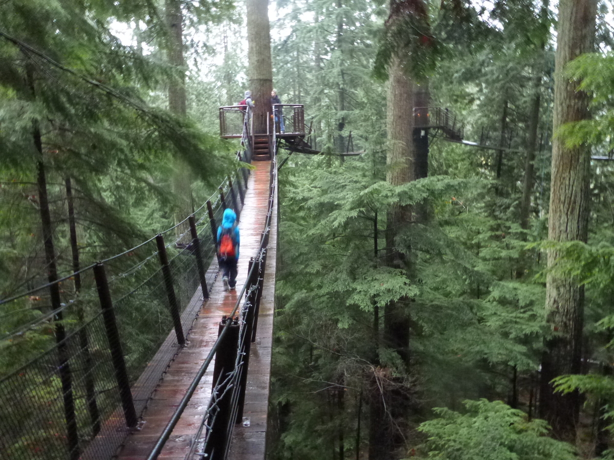 Treetops at Capilano Suspension Bridge