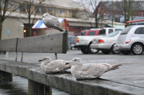 Granville Island Public Market