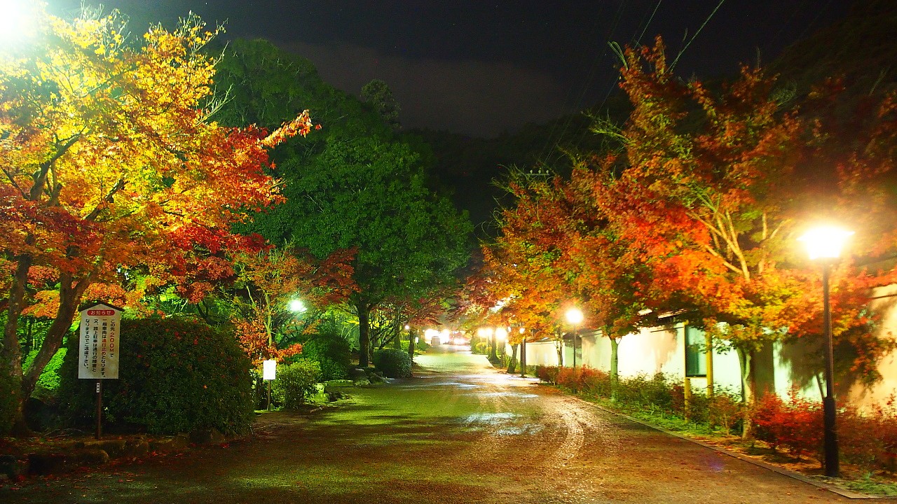 f:id:a_kuma_get:20161206162456j:image