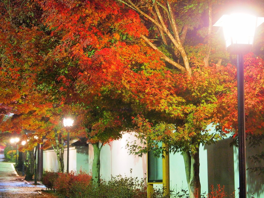 f:id:a_kuma_get:20161206162500j:image