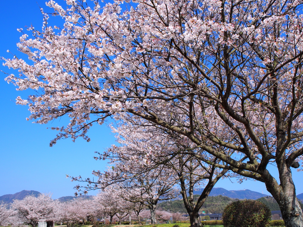 f:id:a_kuma_get:20180405233749j:image