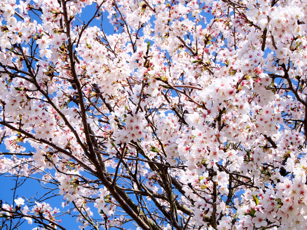 f:id:a_kuma_get:20180405233752j:image