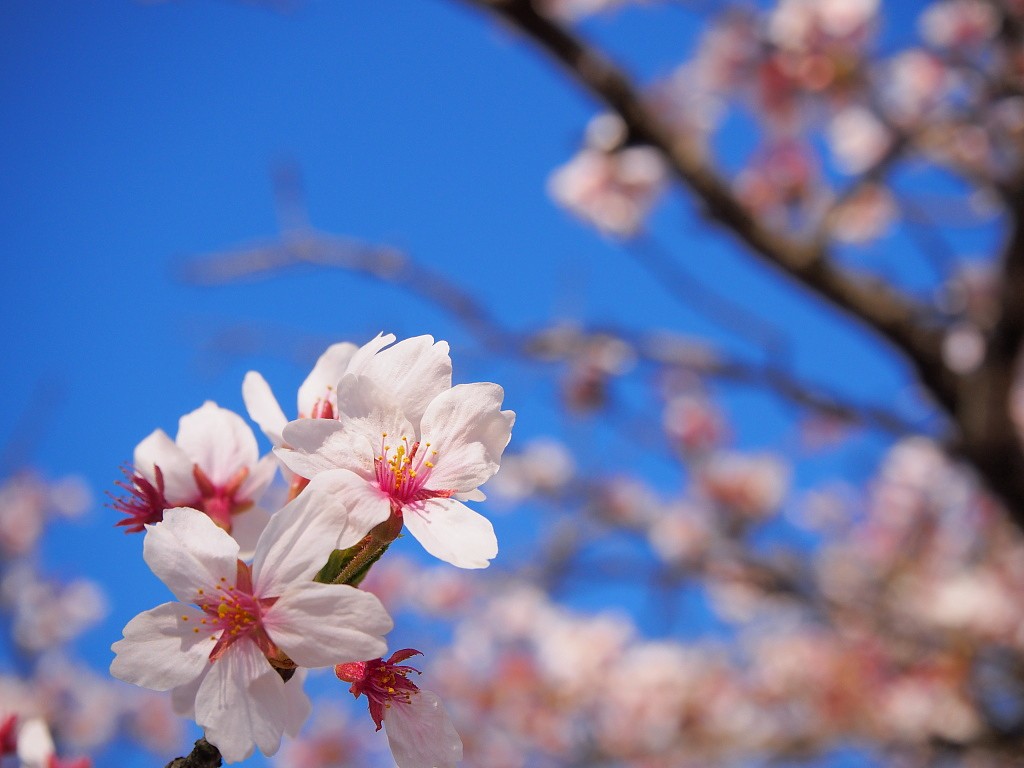 f:id:a_kuma_get:20180405233802j:image