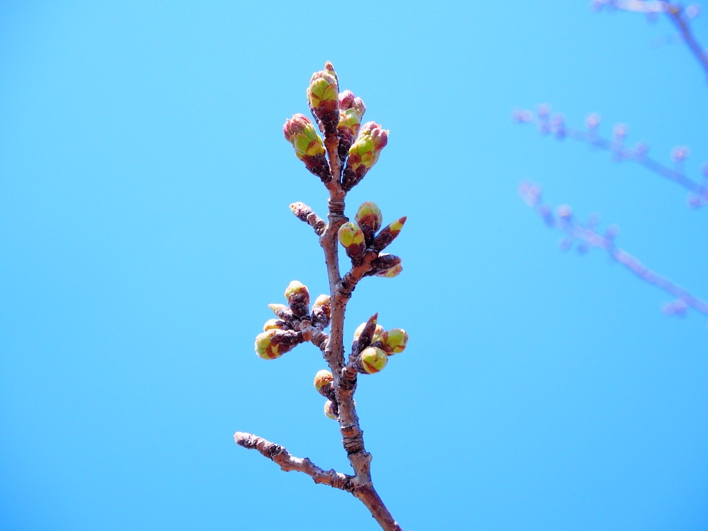 f:id:a_kuma_get:20190327182831j:plain