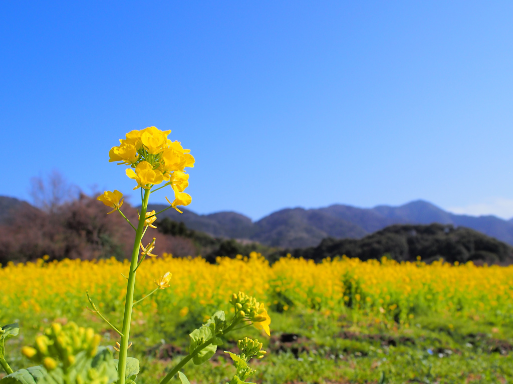 f:id:a_kuma_get:20211205235840j:plain