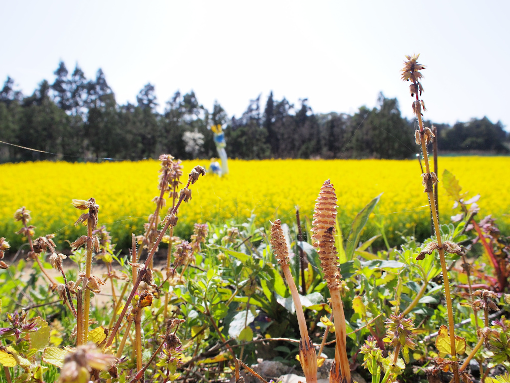 f:id:a_kuma_get:20211205235847j:plain