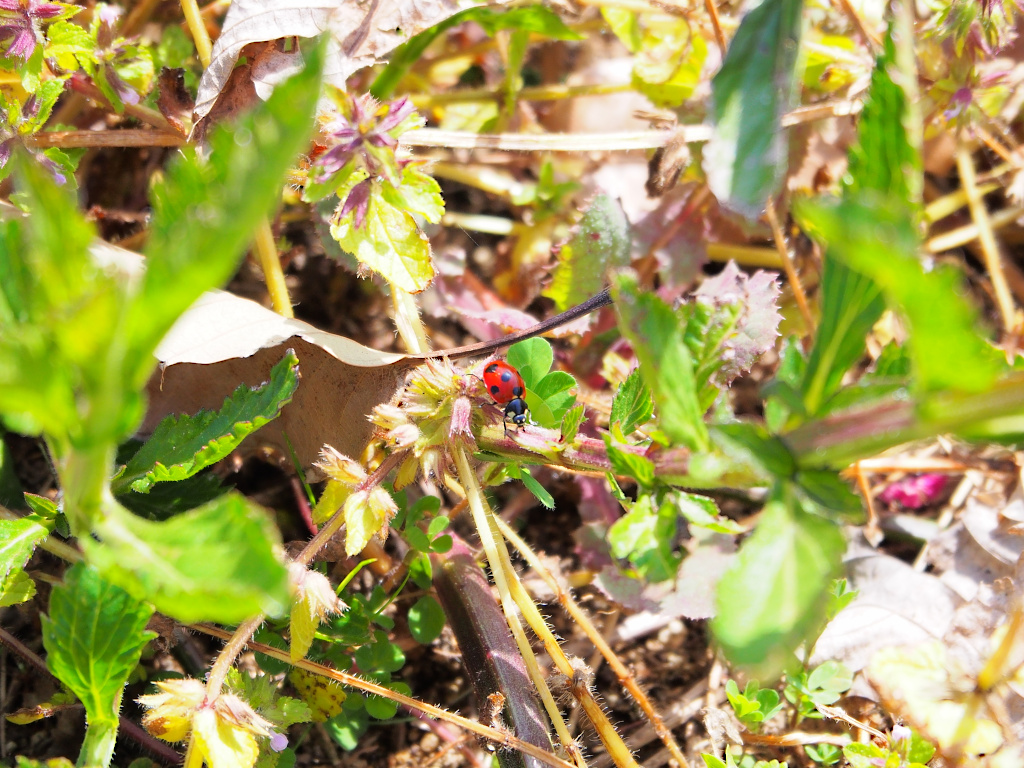 f:id:a_kuma_get:20211205235851j:plain