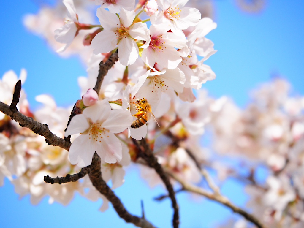 f:id:a_kuma_get:20211225164725j:plain