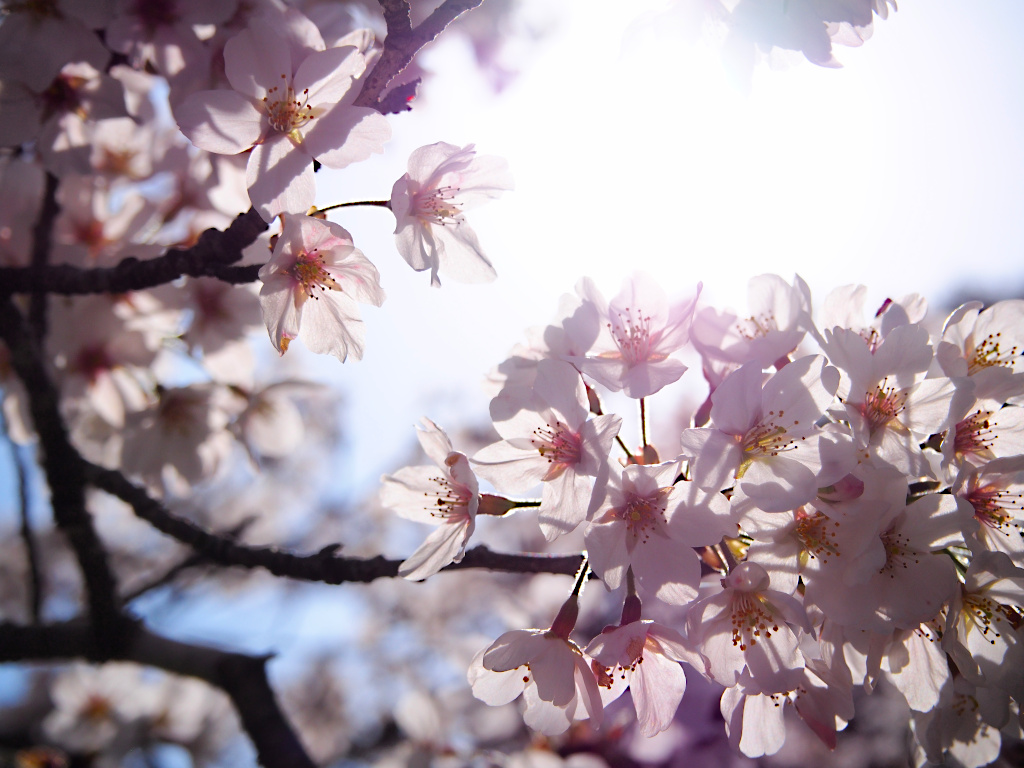 f:id:a_kuma_get:20211225164729j:plain