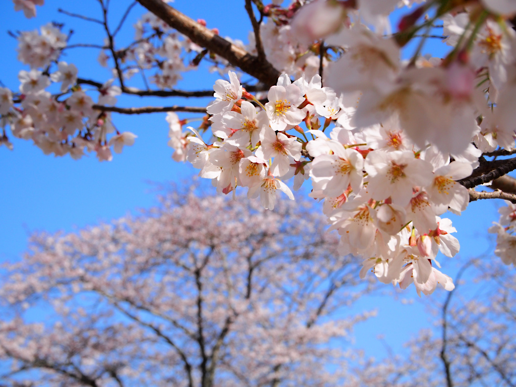 f:id:a_kuma_get:20211225164734j:plain