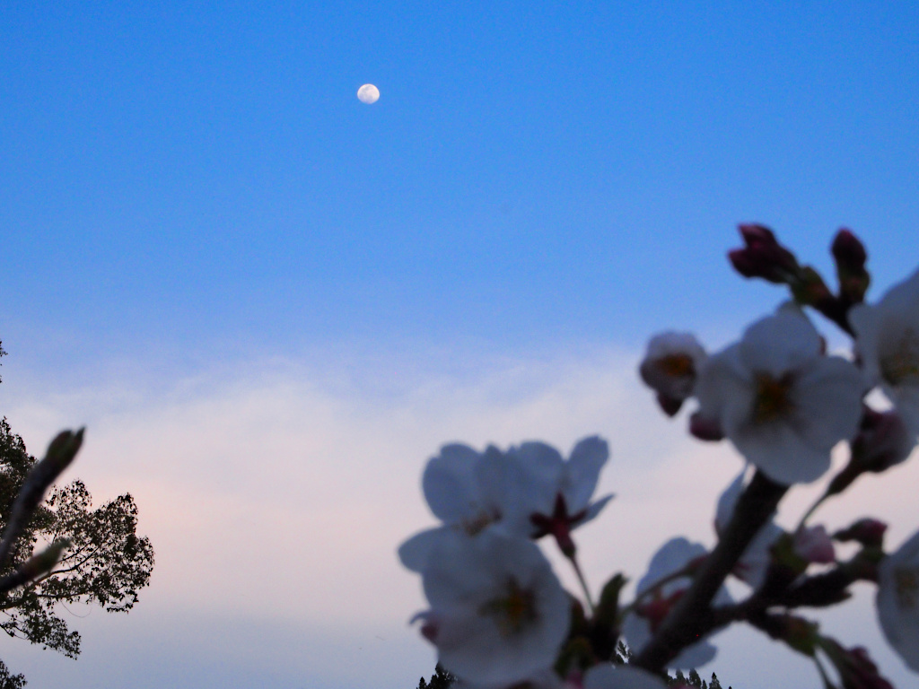 f:id:a_kuma_get:20211225164742j:plain