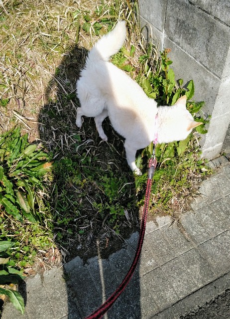 f:id:a_naomitan:20200311222301j:plain