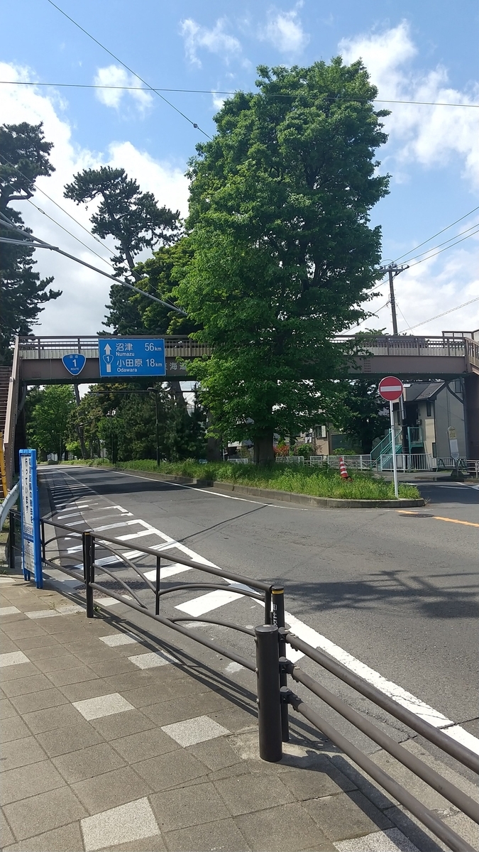 東海道松並木