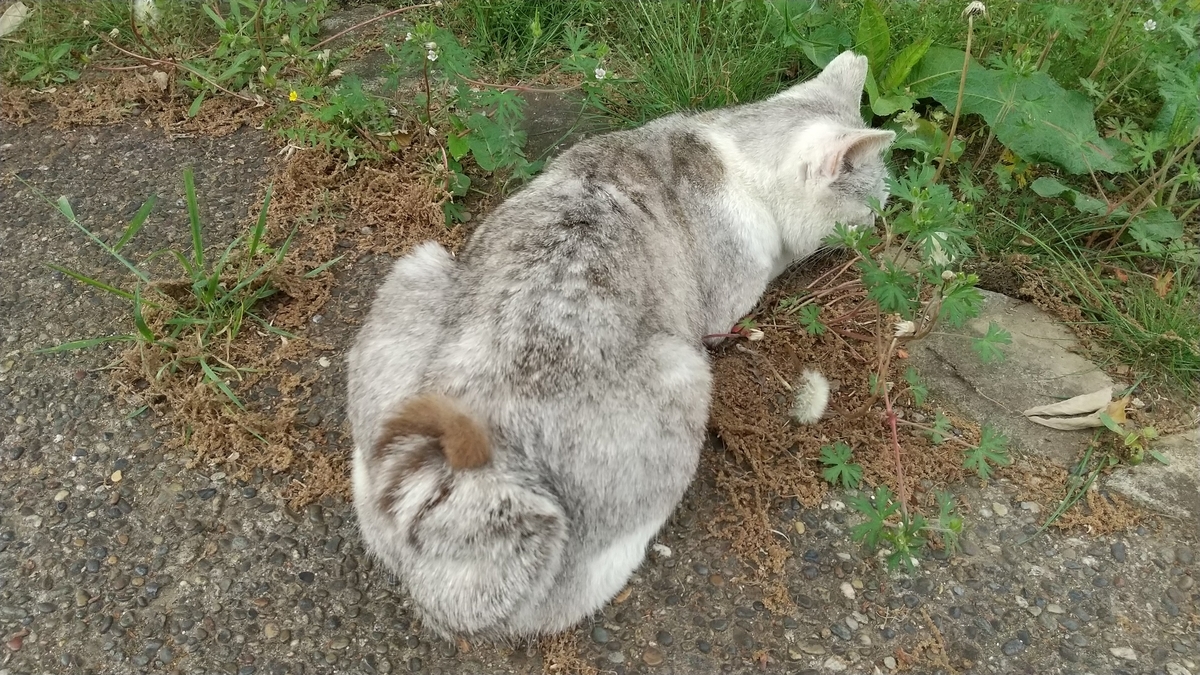 ネコチャン