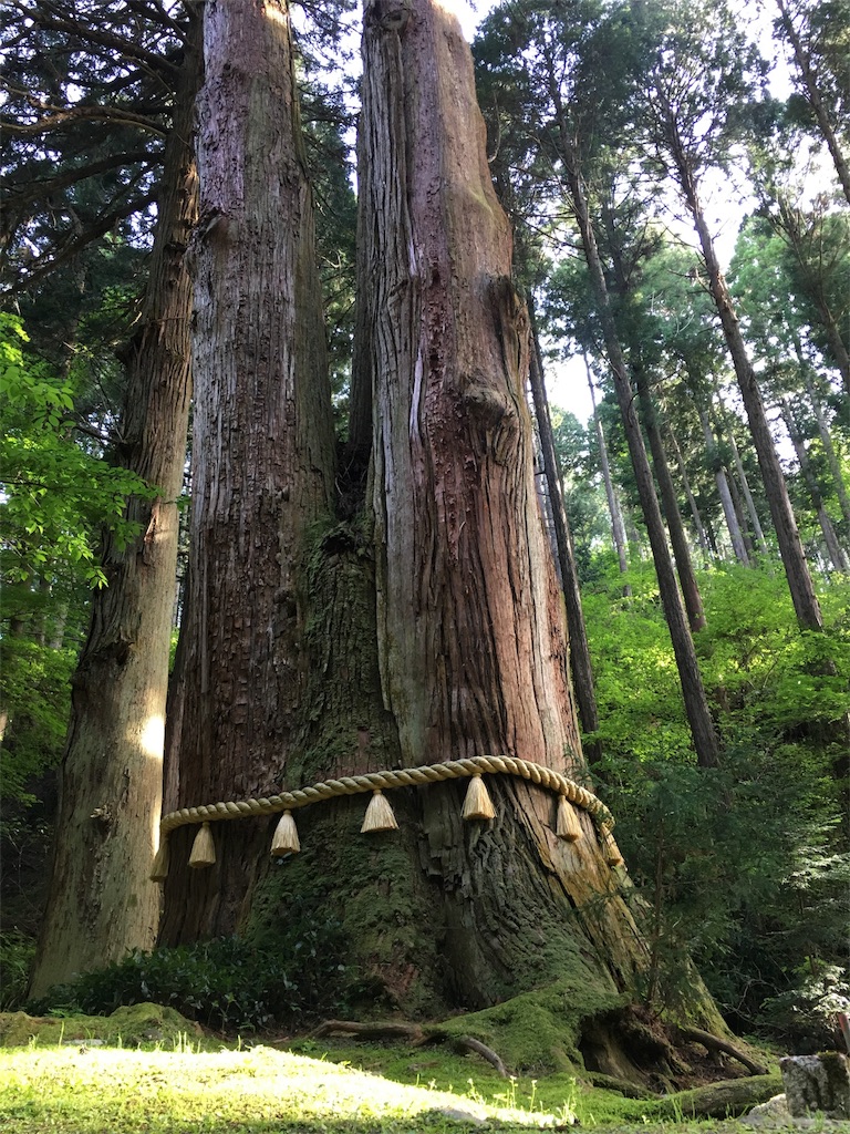 f:id:a_satoko:20180512114807j:image f:id:a_satoko:20180512114807j:image