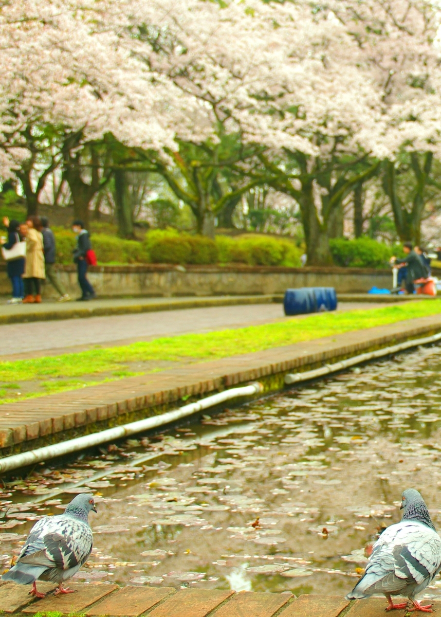 f:id:a_shika:20200613115034j:plain:w150